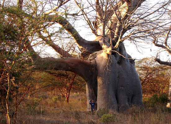 Faune sauvage du Sénégal Baobab éléphant