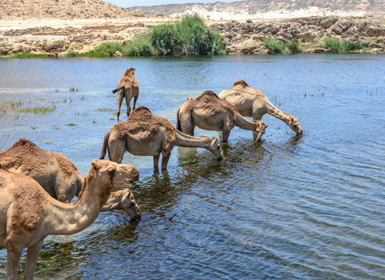 Dromadaires au Wadi Darbat paysages Oman