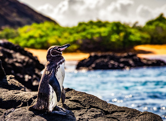 Le manchot des Galapagos animaux