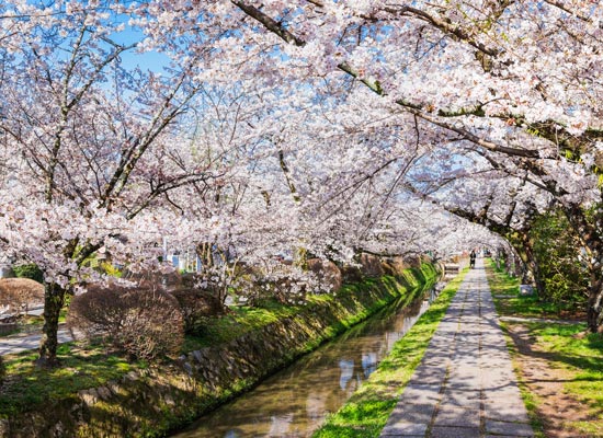 Le chemin de la philosophie Kyoto