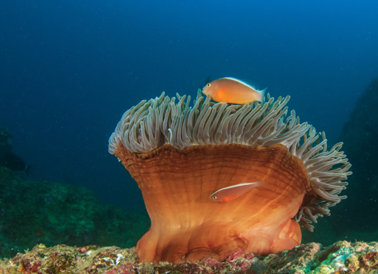 Oman Musandam faune marine
