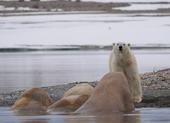 La faune sauvage du Svalbard