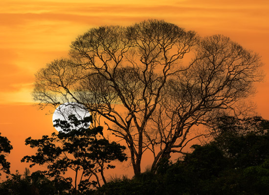 Croisière en forêt équatoriale hiver soleil