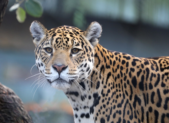 jaguar animaux Amazonie