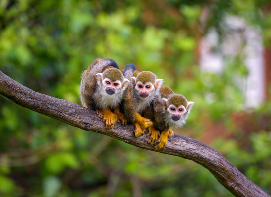 singe écureuil animaux Amazonie