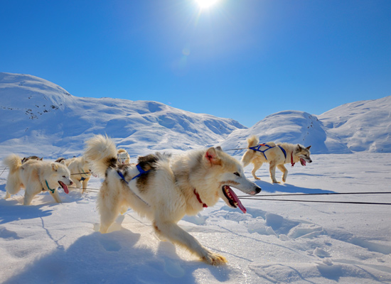 Randonnées en traîneaux à chiens Inuits du Groenland