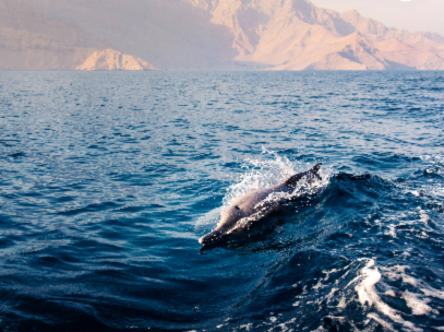 Oman musandam faune dauphin