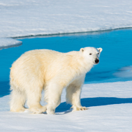 Croisiere expedition au Spitzberg, ours polaire